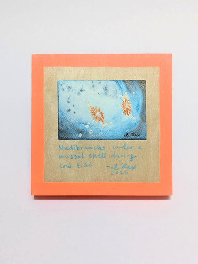 ORIGINAL - "Nudibranchs"