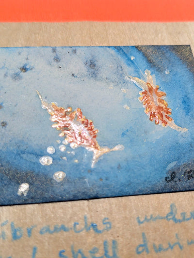 ORIGINAL - "Nudibranchs"