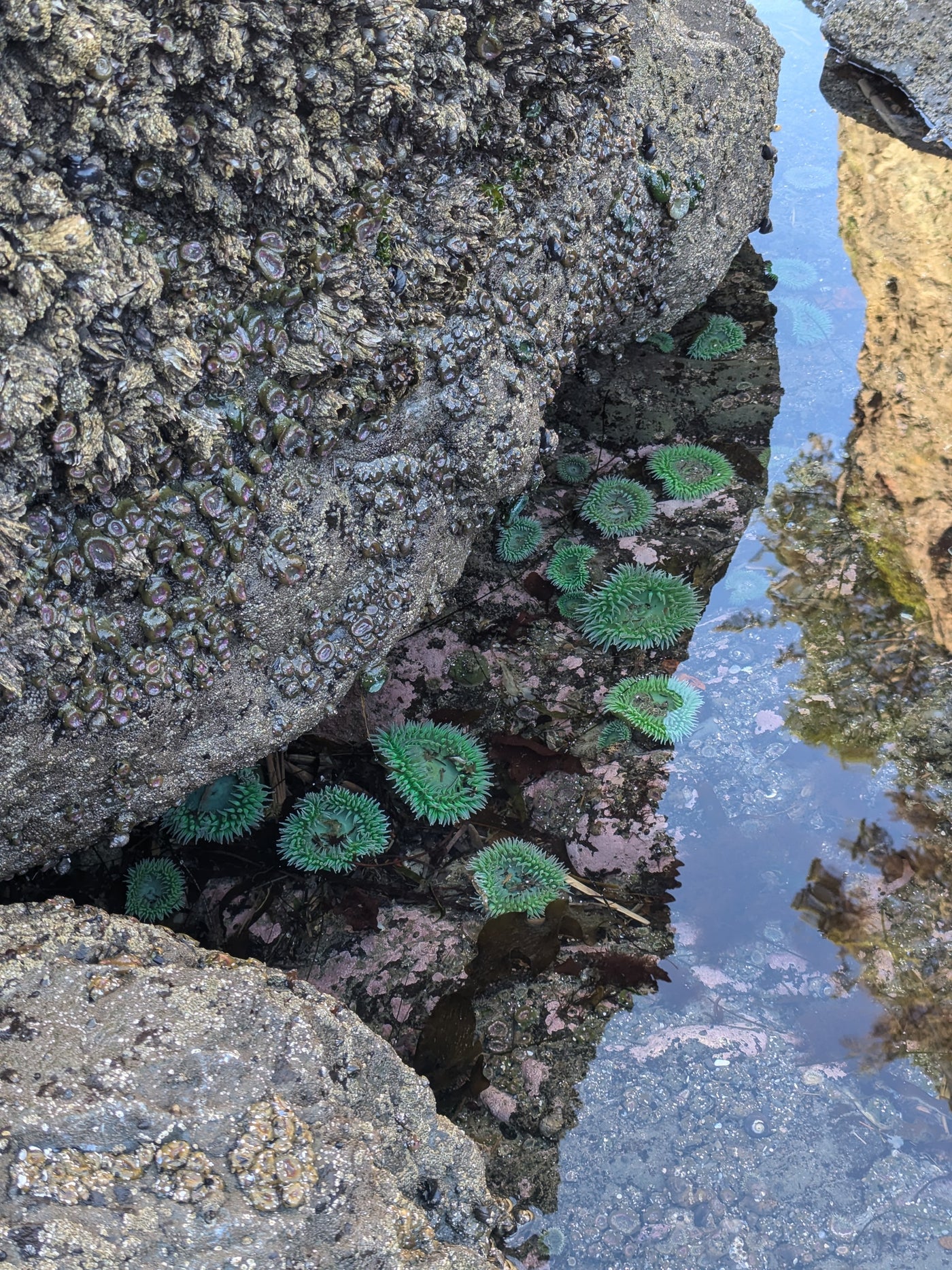 "Tide Pool" Throw Blanket